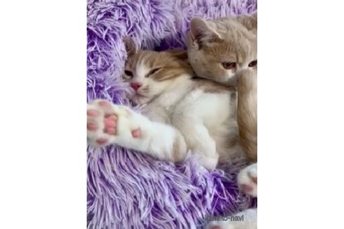 成約済の岡山県のスコティッシュストレート-64636の2枚目